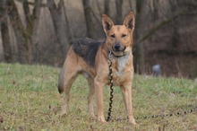 DZIUK, Hund, Deutscher Schäferhund in Polen - Bild 9