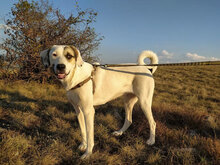 ESKARINA, Hund, Mischlingshund in Bulgarien - Bild 10