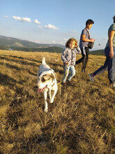 ESKARINA, Hund, Mischlingshund in Bulgarien - Bild 12