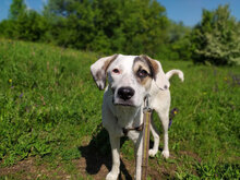 ESKARINA, Hund, Mischlingshund in Bulgarien - Bild 13