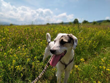 ESKARINA, Hund, Mischlingshund in Bulgarien - Bild 14