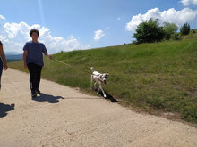 ESKARINA, Hund, Mischlingshund in Bulgarien - Bild 18