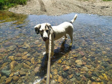 ESKARINA, Hund, Mischlingshund in Bulgarien - Bild 19