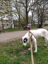 ESKARINA, Hund, Mischlingshund in Bulgarien - Bild 21