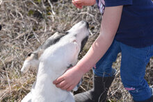 ESKARINA, Hund, Mischlingshund in Bulgarien - Bild 22