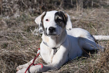 ESKARINA, Hund, Mischlingshund in Bulgarien - Bild 23