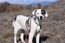 ESKARINA, Hund, Mischlingshund in Bulgarien - Bild 24