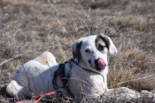 ESKARINA, Hund, Mischlingshund in Bulgarien - Bild 25