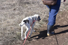 ESKARINA, Hund, Mischlingshund in Bulgarien - Bild 26