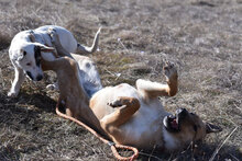 ESKARINA, Hund, Mischlingshund in Bulgarien - Bild 27