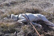 ESKARINA, Hund, Mischlingshund in Bulgarien - Bild 28