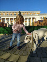 ESKARINA, Hund, Mischlingshund in Bulgarien - Bild 3