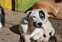 ESKARINA, Hund, Mischlingshund in Bulgarien - Bild 30