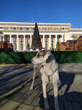 ESKARINA, Hund, Mischlingshund in Bulgarien - Bild 4