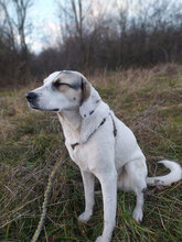 ESKARINA, Hund, Mischlingshund in Bulgarien - Bild 6