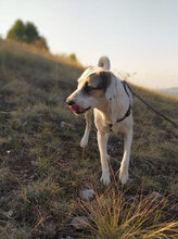 ESKARINA, Hund, Mischlingshund in Bulgarien - Bild 9