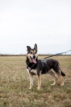 NICO, Hund, Mischlingshund in Rumänien - Bild 1