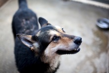 NICO, Hund, Mischlingshund in Rumänien - Bild 4