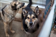 NICO, Hund, Mischlingshund in Rumänien - Bild 5