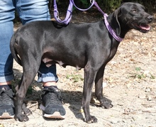 SOLEIL, Hund, Mischlingshund in Zypern - Bild 19