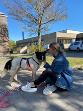 NILO, Hund, Mischlingshund in Adelsdorf - Bild 1