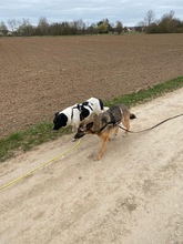 NILO, Hund, Mischlingshund in Adelsdorf - Bild 5