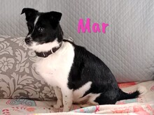 MAR, Hund, Mischlingshund in Spanien