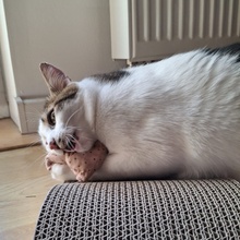 PIFF, Katze, Europäisch Kurzhaar in Hohenwart - Bild 19