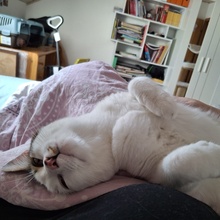 PIFF, Katze, Europäisch Kurzhaar in Hohenwart - Bild 20