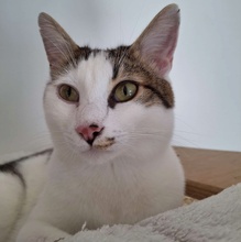 PIFF, Katze, Europäisch Kurzhaar in Hohenwart - Bild 21