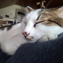 PIFF, Katze, Europäisch Kurzhaar in Hohenwart - Bild 22