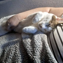 PIFF, Katze, Europäisch Kurzhaar in Hohenwart - Bild 23