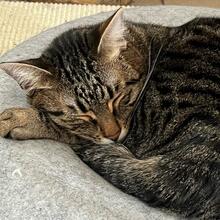 SPOOKY, Katze, Europäisch Kurzhaar in Hohenwart - Bild 19