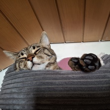 SPOOKY, Katze, Europäisch Kurzhaar in Hohenwart - Bild 20