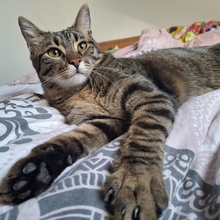 SPOOKY, Katze, Europäisch Kurzhaar in Hohenwart - Bild 21