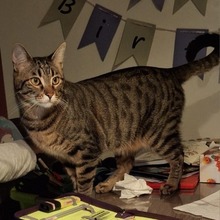 SPOOKY, Katze, Europäisch Kurzhaar in Hohenwart - Bild 22