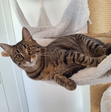 SPOOKY, Katze, Europäisch Kurzhaar in Hohenwart - Bild 23