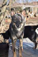 GASTON, Hund, Mischlingshund in Bulgarien - Bild 3