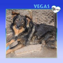 VEGAS, Hund, Mischlingshund in Bulgarien - Bild 1