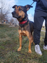 LADY, Hund, Mischlingshund in Ungarn - Bild 4