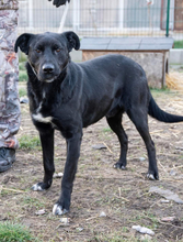 OPIUM, Hund, Mischlingshund in Ungarn - Bild 4