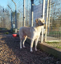 MARGO, Hund, Mischlingshund in Ungarn - Bild 1