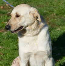 MARGO, Hund, Mischlingshund in Ungarn - Bild 2