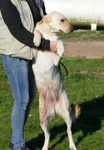 MARGO, Hund, Mischlingshund in Ungarn - Bild 3