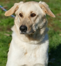 MARGO, Hund, Mischlingshund in Ungarn - Bild 4