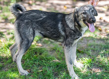 CLOE, Hund, Mischlingshund in Ungarn - Bild 1