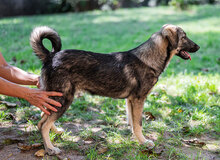 CLOE, Hund, Mischlingshund in Ungarn - Bild 4