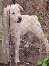 LEON, Hund, Mischlingshund in Rumänien - Bild 5