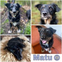 MATU, Hund, Mischlingshund in Offenbach