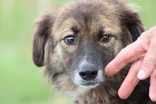 ZUZZA, Hund, Collie-Sheltie-Mix in Lohra-Reimershausen - Bild 1